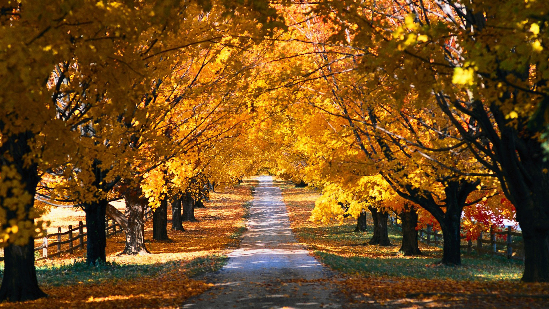 Travel Tuesday: Boston Fall Foliage