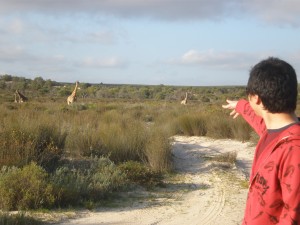 Minwoo spots some giraffe!