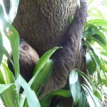 sloth-12 Meet Matilda!