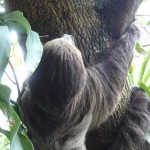 sloth-21 Not another New York social climber