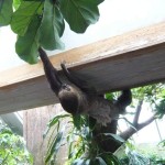 sloth-31 Upside down... but still cute!