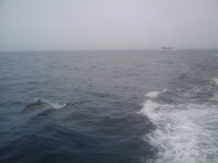 whale3 Beautiful!