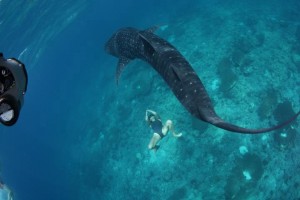 whale shark