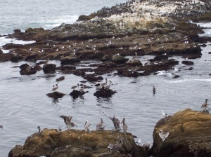 Pelicans at State Beach on Highway One (photo by Patricia Leslie, artist / author)