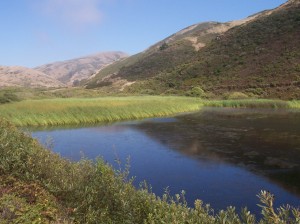 Typical Northern California lagoon and hillsides (photo by Patricia A. Leslie, artist / author)