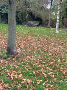 A quiet area for you to do your English language homework. park