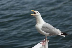 Seagull EC Brighton