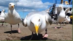 Seagull Attack EC Brighton