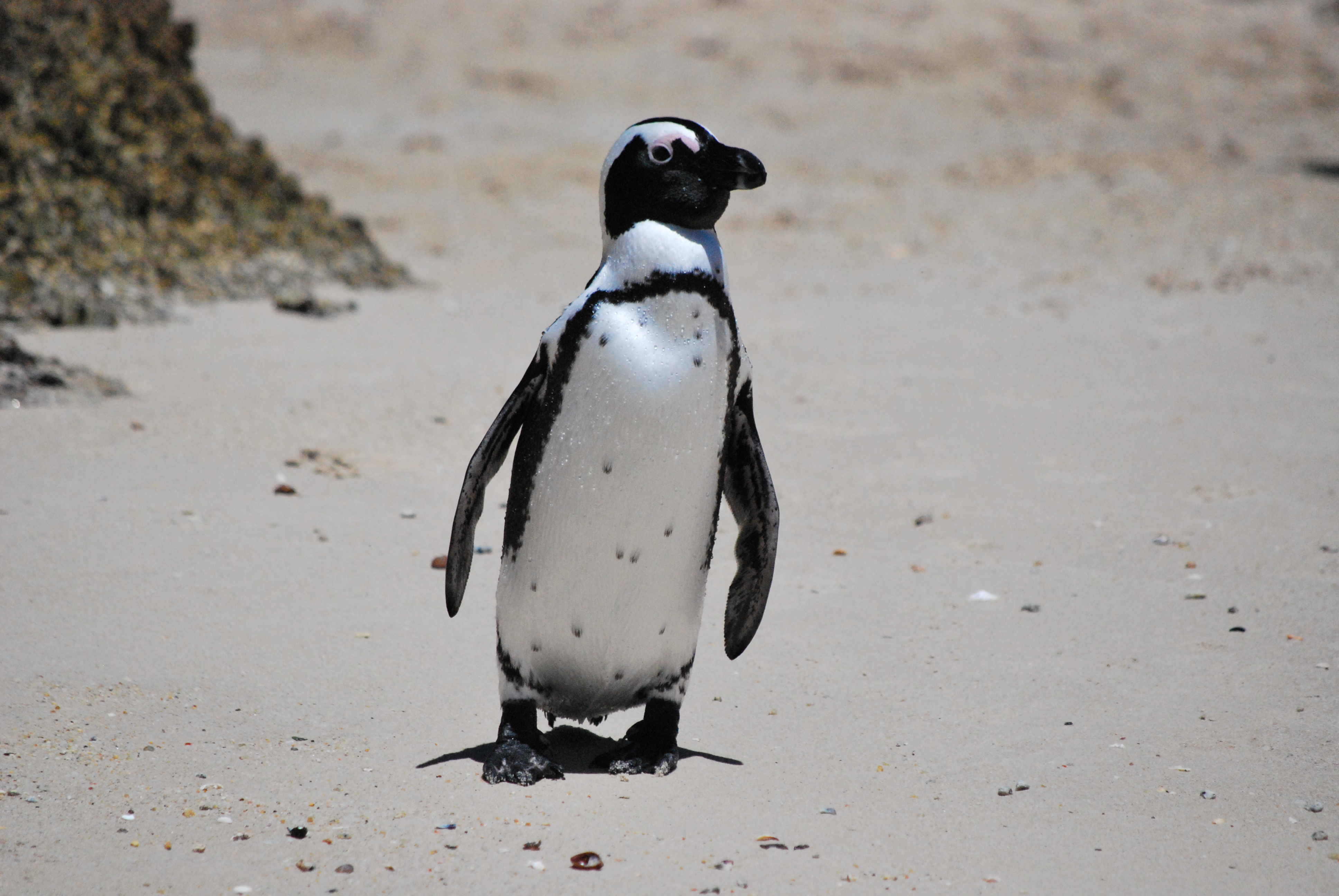 African Penguin On the way to the sea!