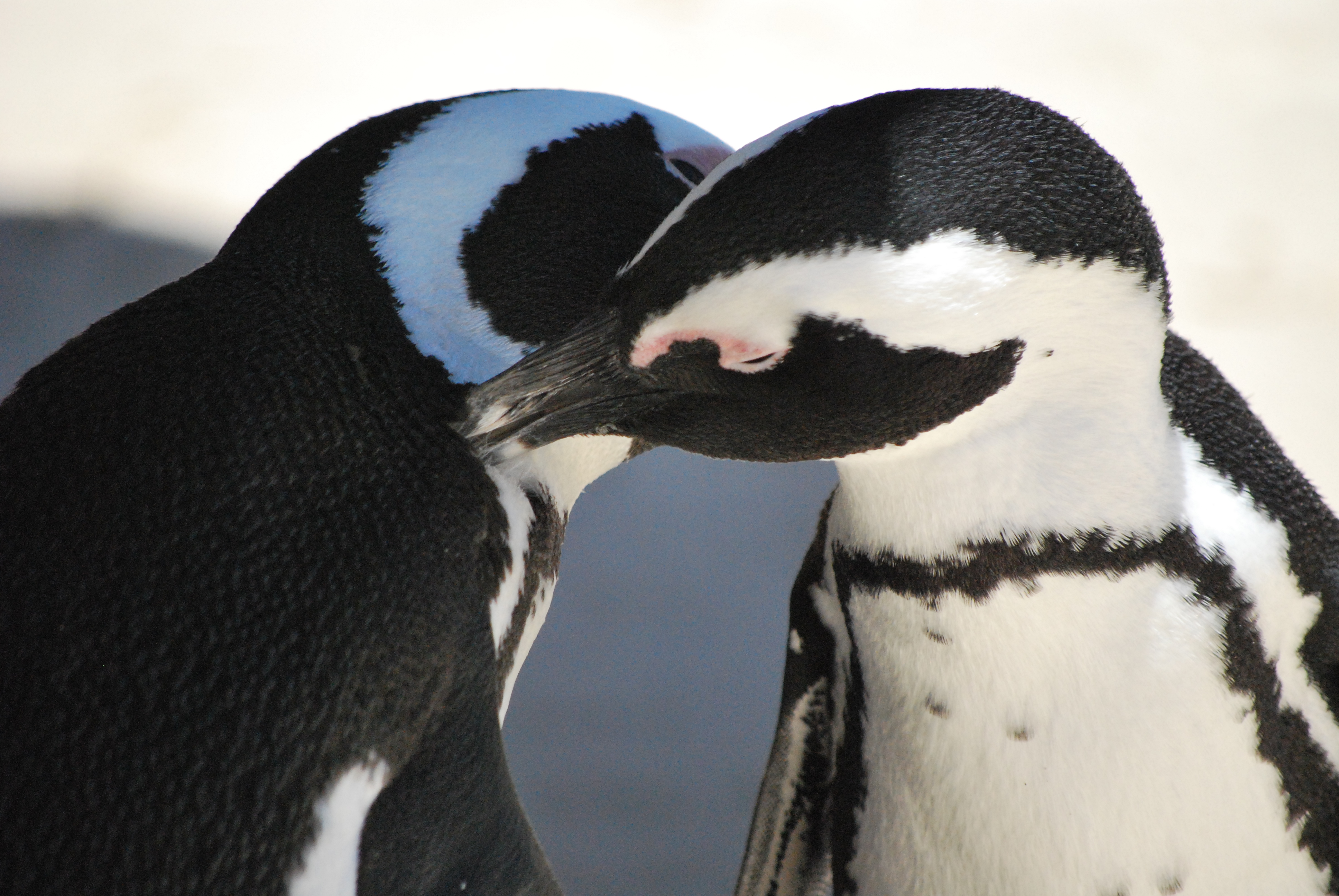 Come And See The Penguins In Love