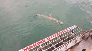 Shark being lured