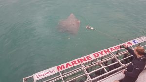 Sting ray says hello