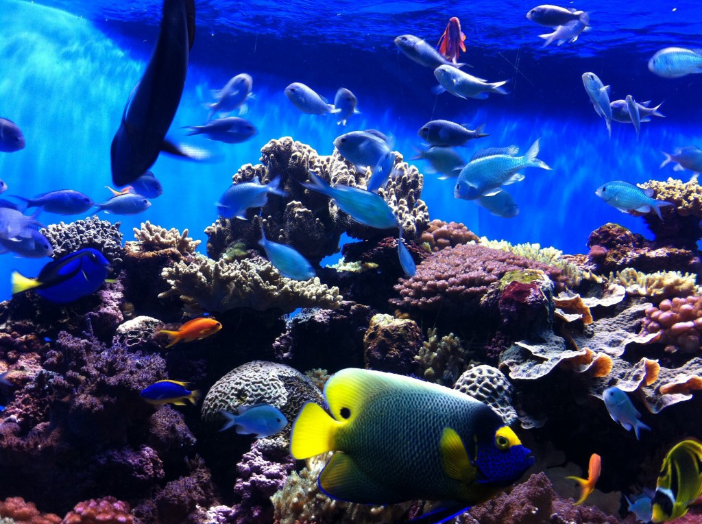 Practice English at the Birch Aquarium! - EC San Diego Blog