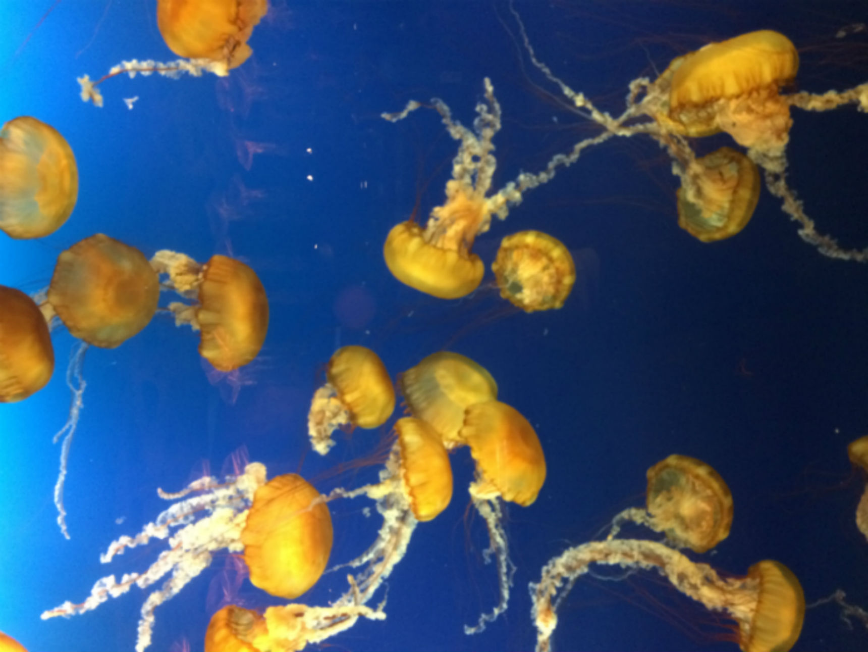Vancouver Aquarium