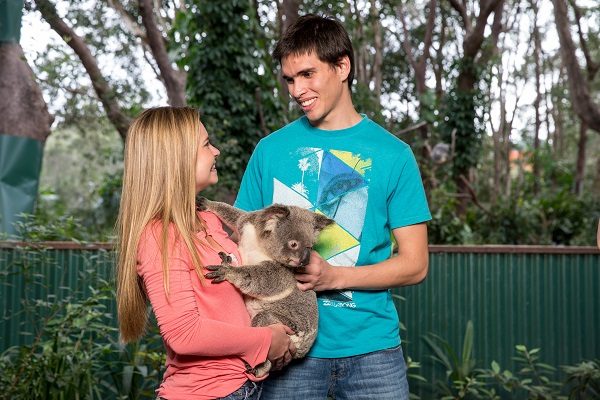 Accarezza un koala