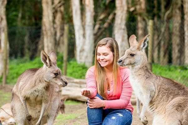 Incontra da vicino i koala e i canguri
