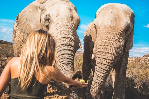 Alimentando Elefantes En Sudáfrica