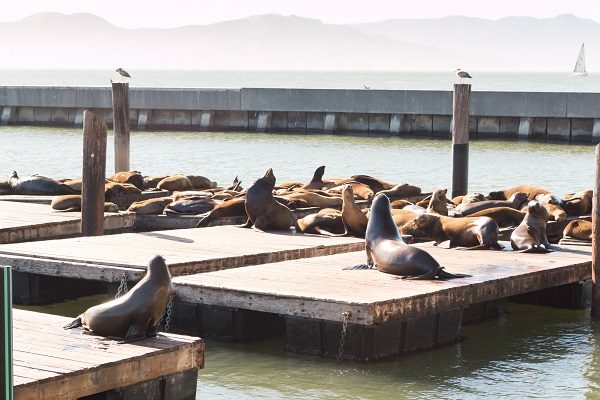 Leões-marinhos no Pier 39