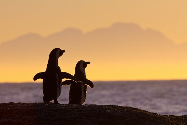 Pinguins na Cidade de Cabo